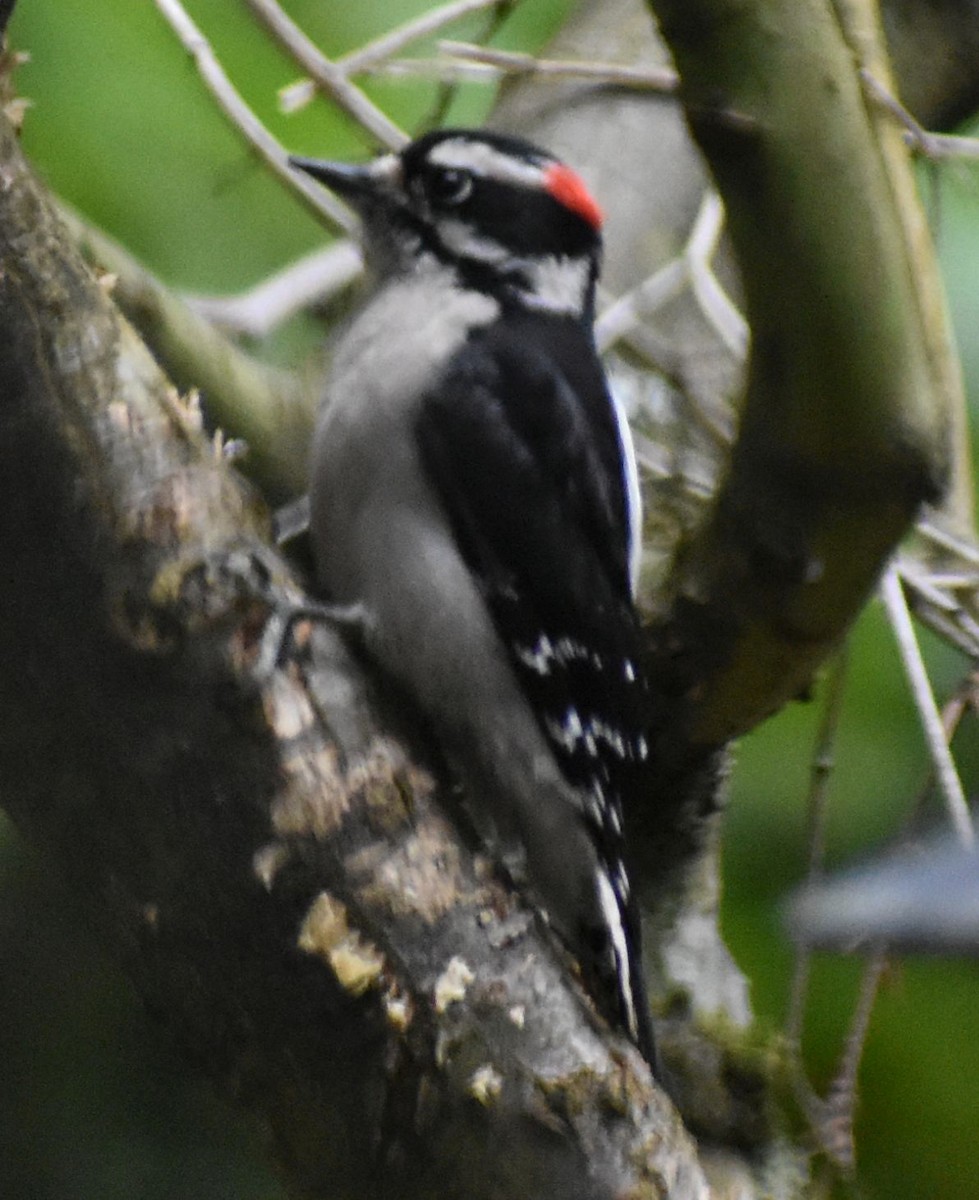 Downy Woodpecker - ML620478086