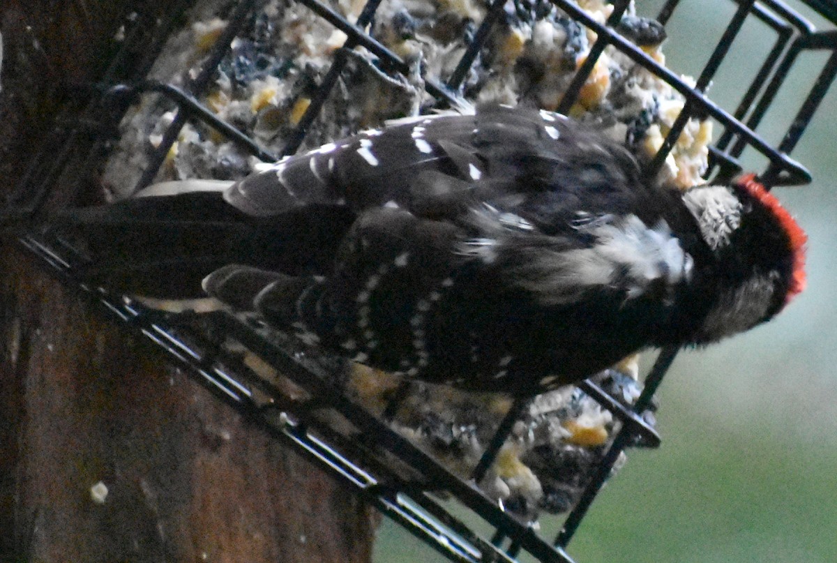 Downy Woodpecker - ML620478087