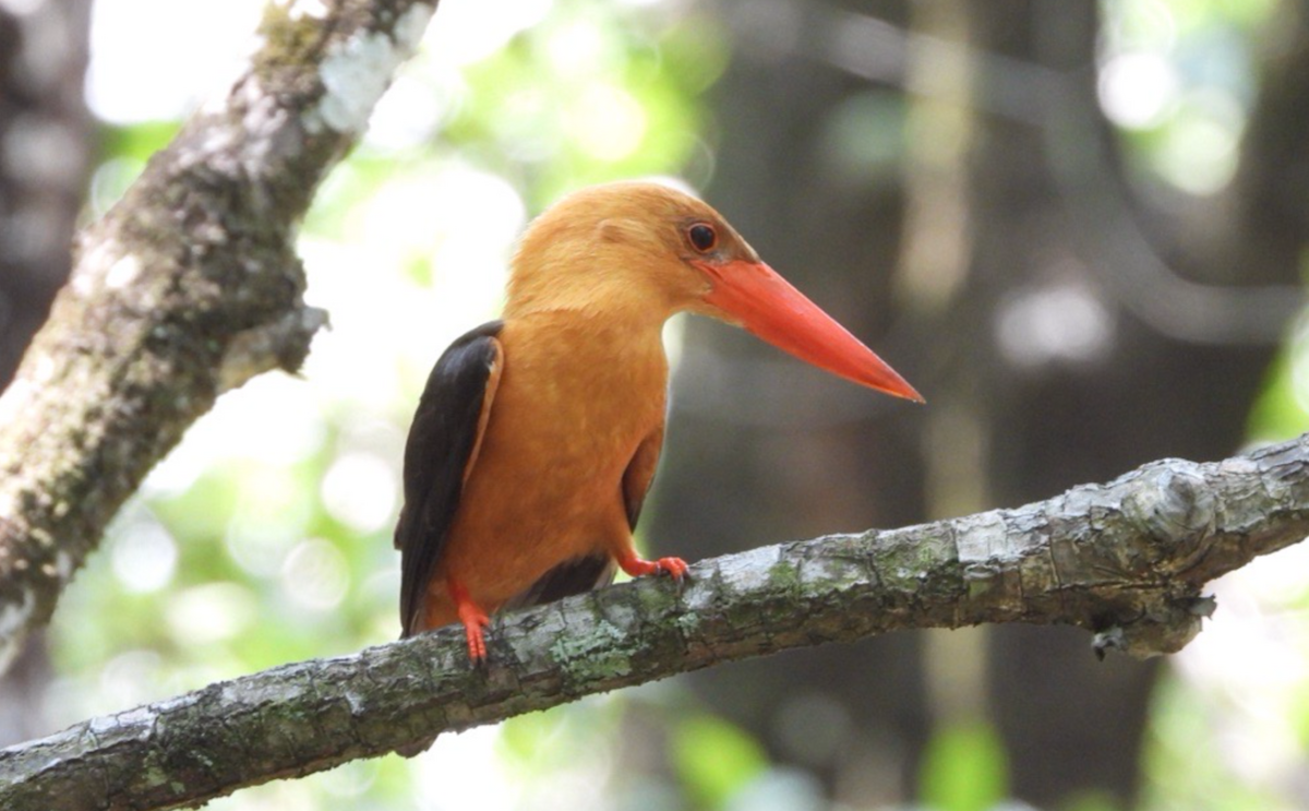 Brown-winged Kingfisher - ML620478088