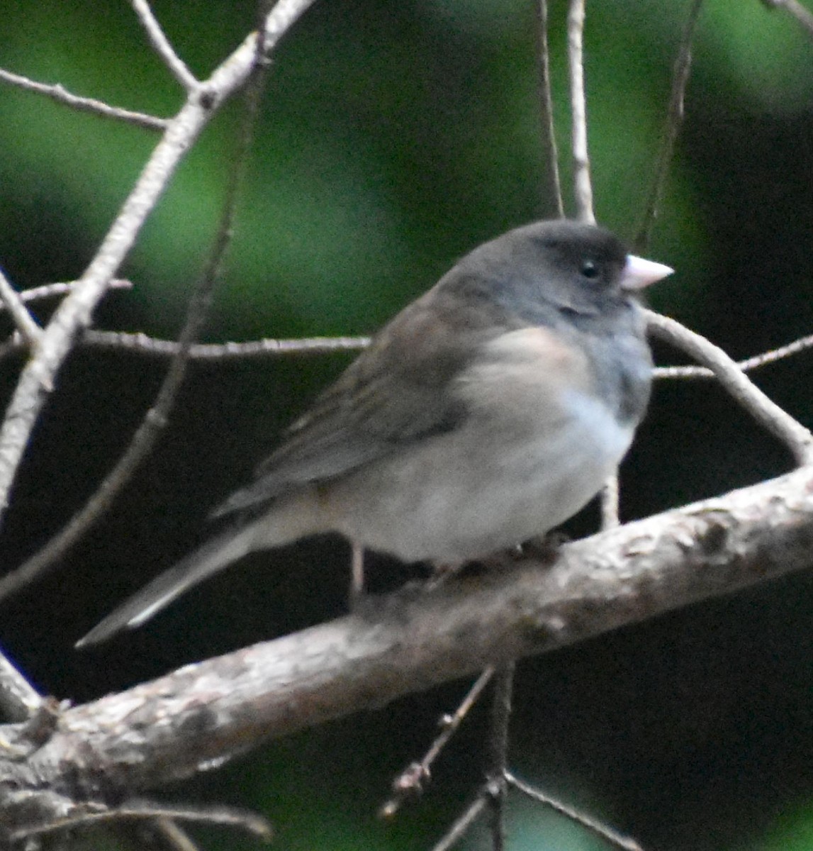 Junco ardoisé - ML620478089