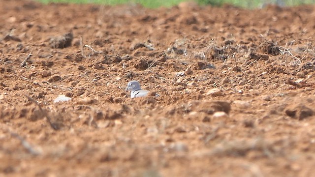 Eurasian Collared-Dove - ML620478090