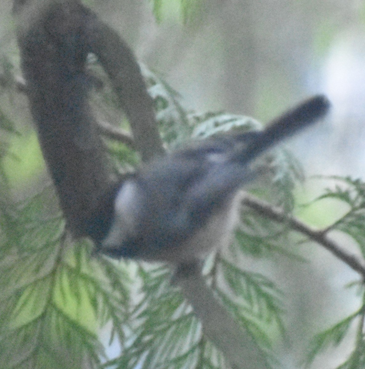 Black-capped Chickadee - ML620478091