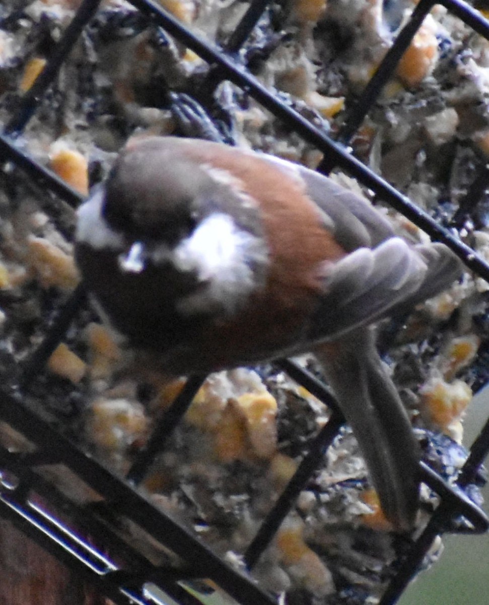 Chestnut-backed Chickadee - ML620478093