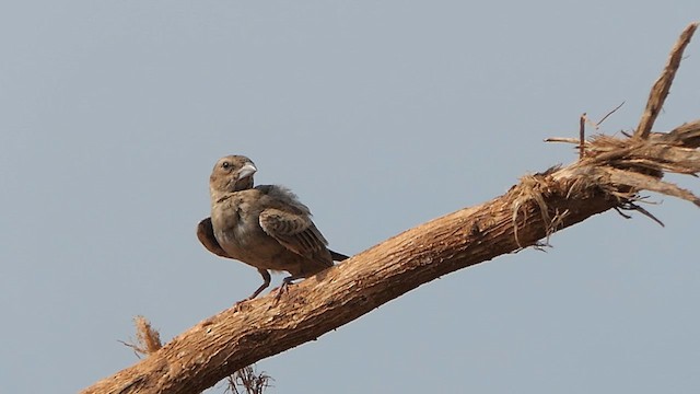 Ashy-crowned Sparrow-Lark - ML620478094