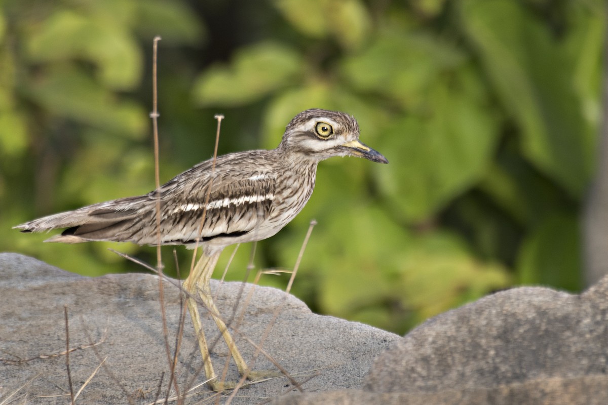 Indian Thick-knee - ML620478097
