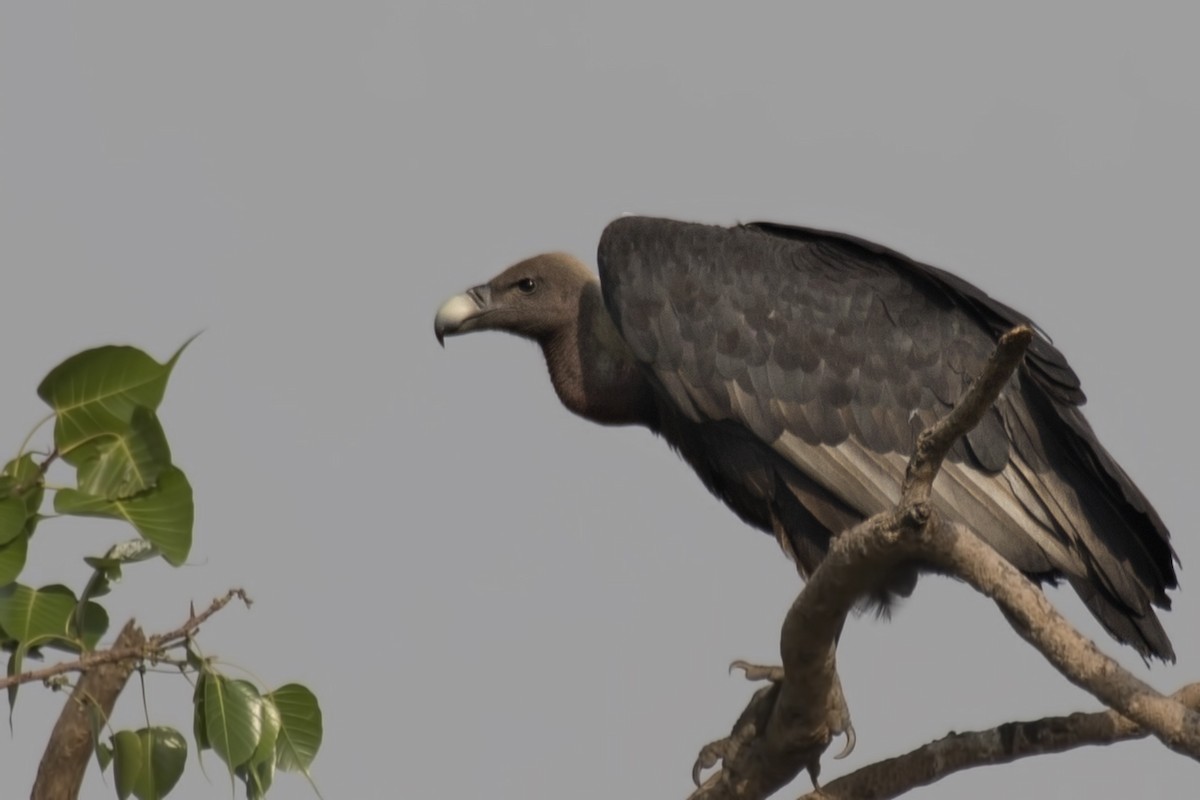 White-rumped Vulture - ML620478104