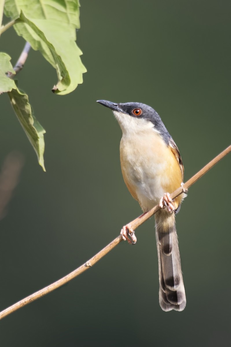 Prinia cendrée - ML620478108