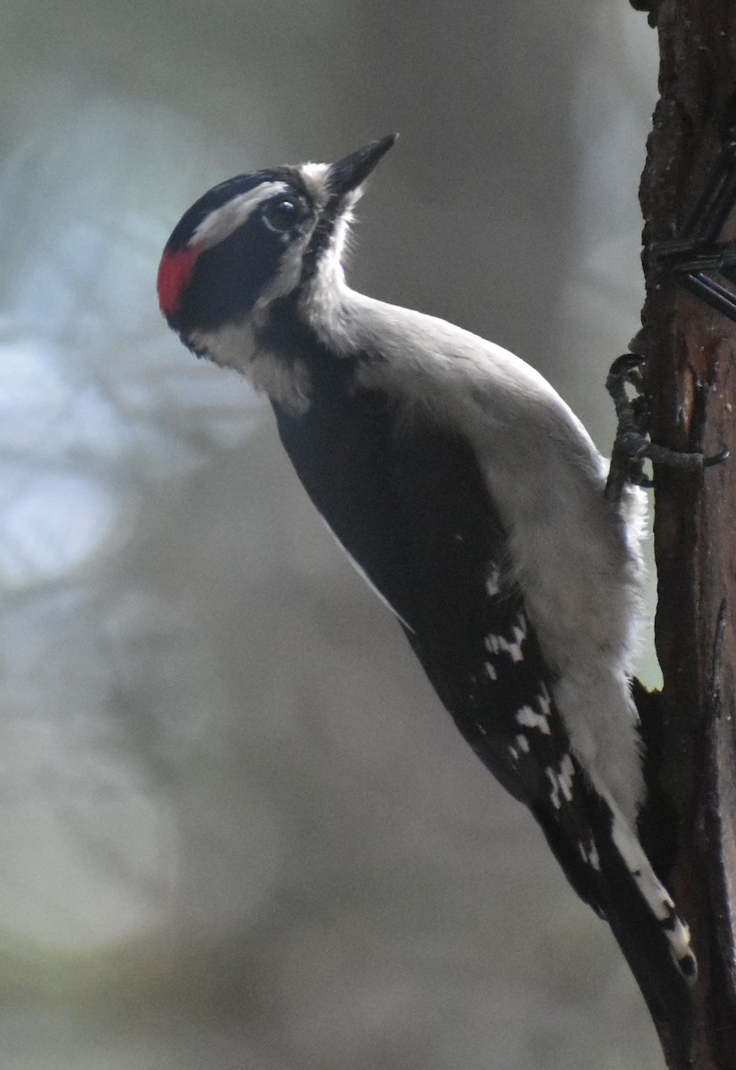 Downy Woodpecker - ML620478109