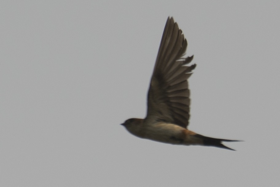 Red-rumped Swallow - ML620478110