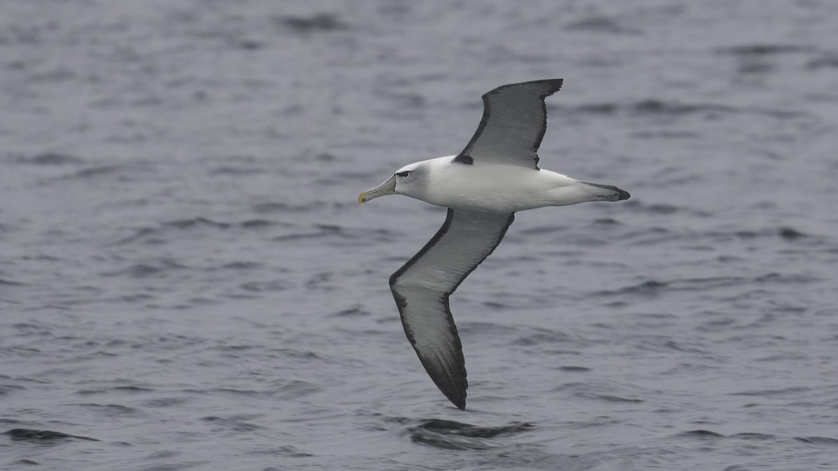 White-capped Albatross (steadi) - ML620478113