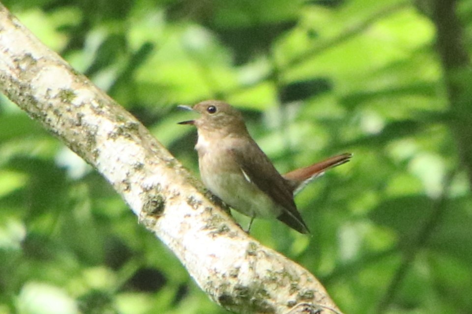 Blue-and-white Flycatcher - ML620478114