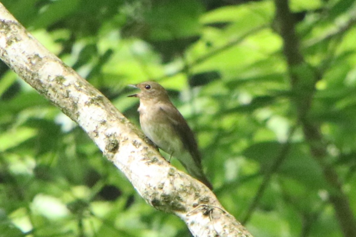 Blue-and-white Flycatcher - ML620478117