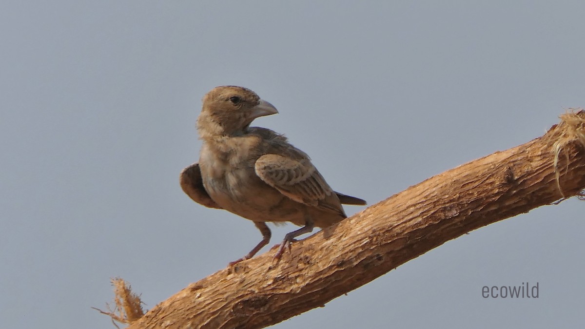 Ashy-crowned Sparrow-Lark - ML620478121