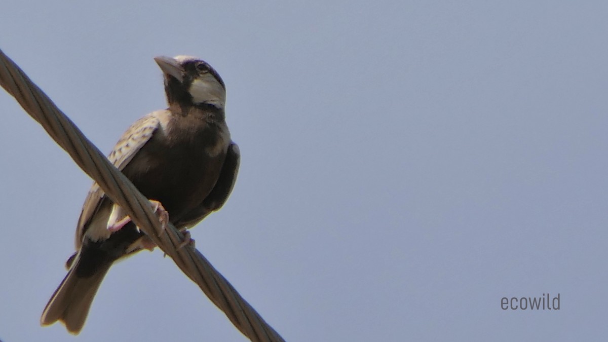 Ashy-crowned Sparrow-Lark - ML620478122