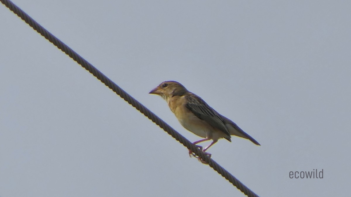 Baya Weaver - ML620478124