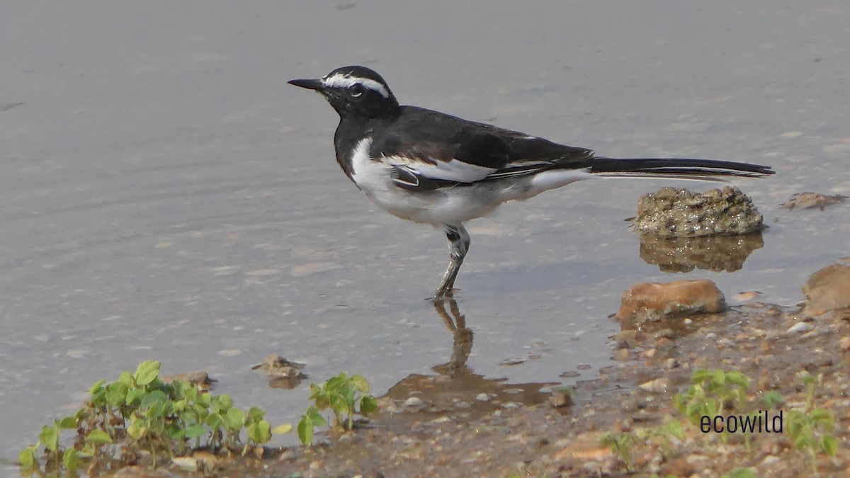 White-browed Wagtail - ML620478125