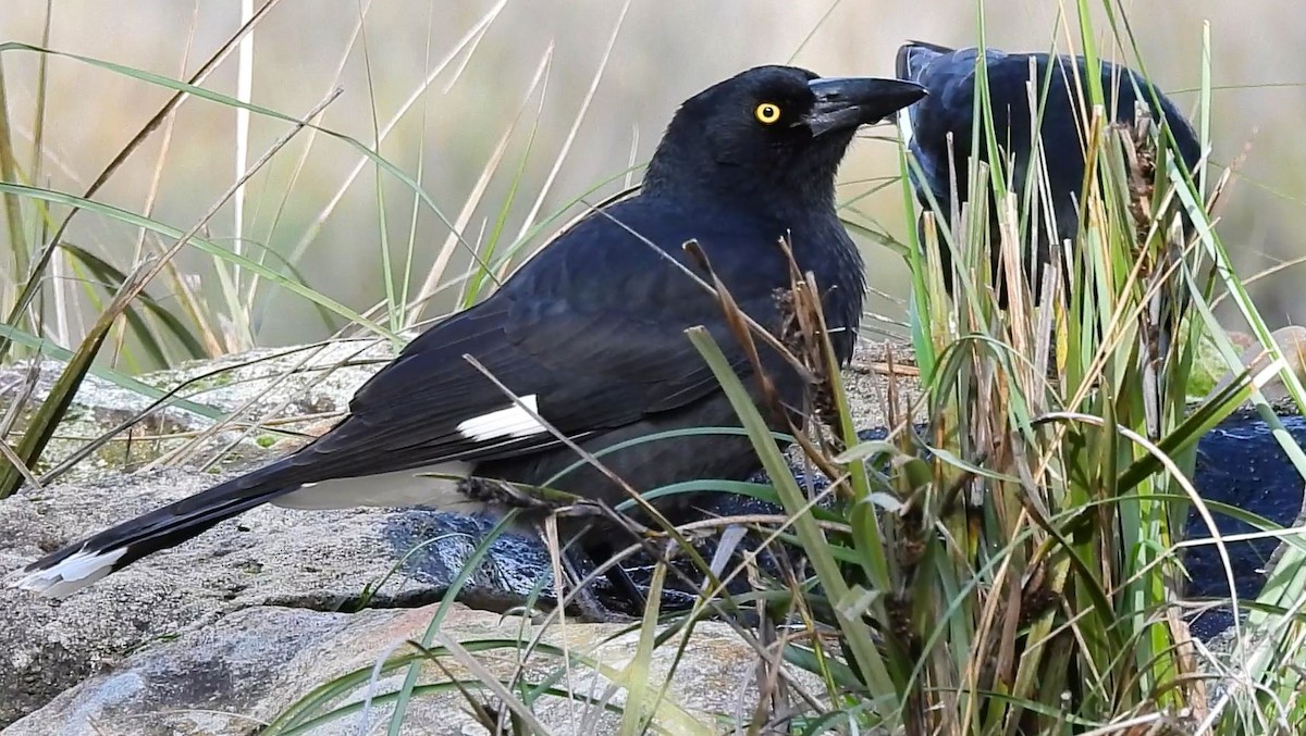 Pied Currawong - ML620478130