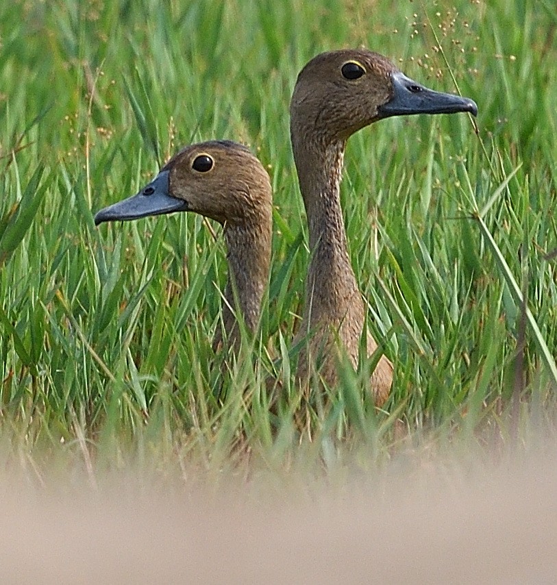 Lesser Whistling-Duck - MKBP Mahapatra