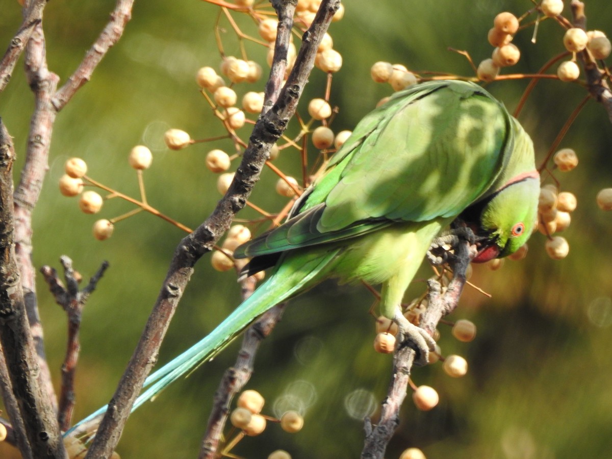 Rose-ringed Parakeet - ML620478145