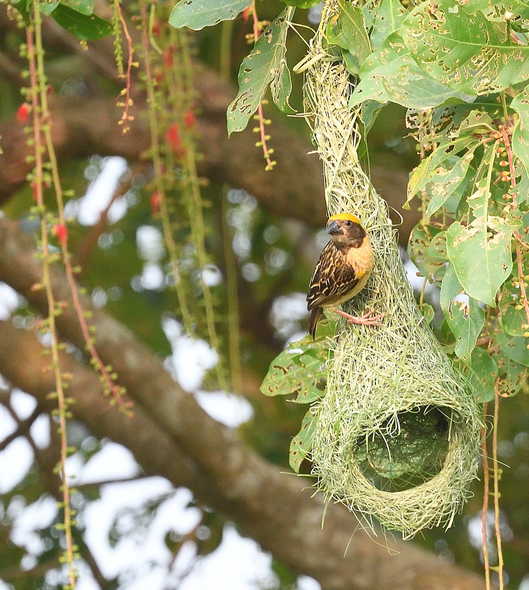 Baya Weaver - ML620478151