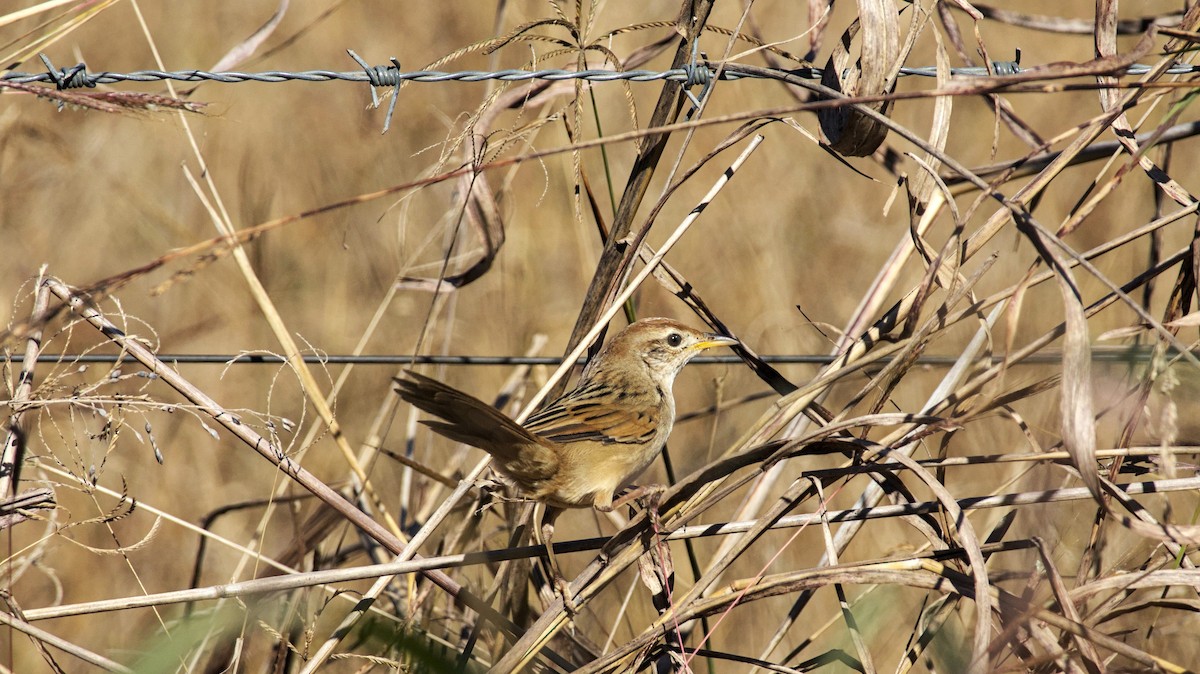 Tawny Grassbird - ML620478152