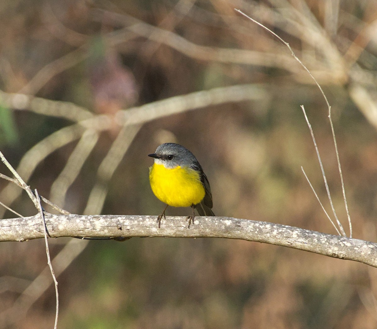 Eastern Yellow Robin - ML620478153