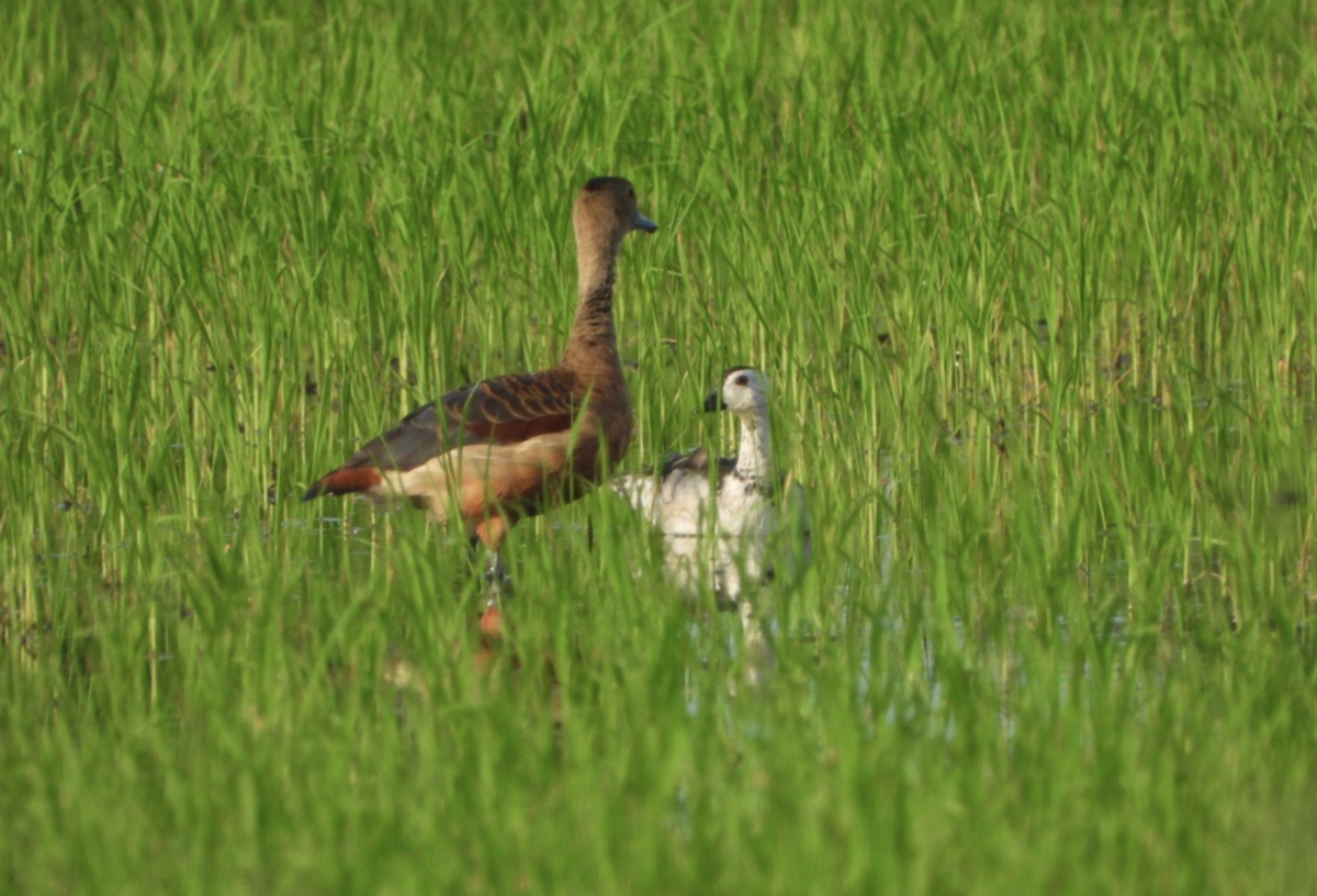 Cotton Pygmy-Goose - ML620478156