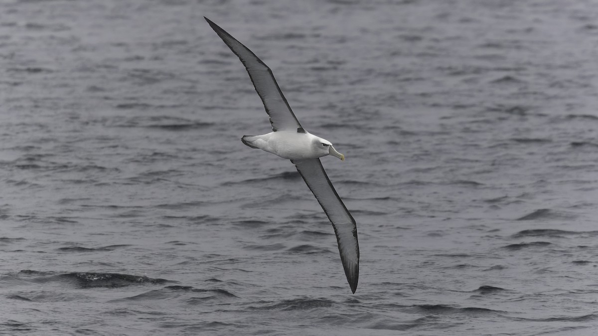 White-capped Albatross (steadi) - ML620478157