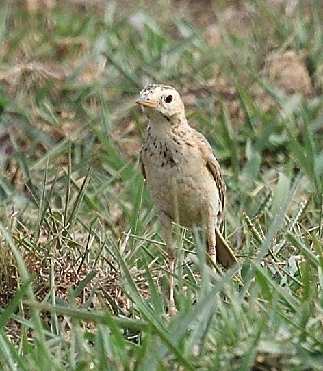 Bisbita (Anthus) sp. - ML620478158