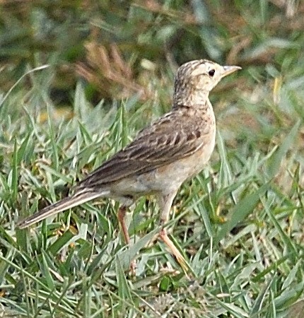 pipit sp. - ML620478160