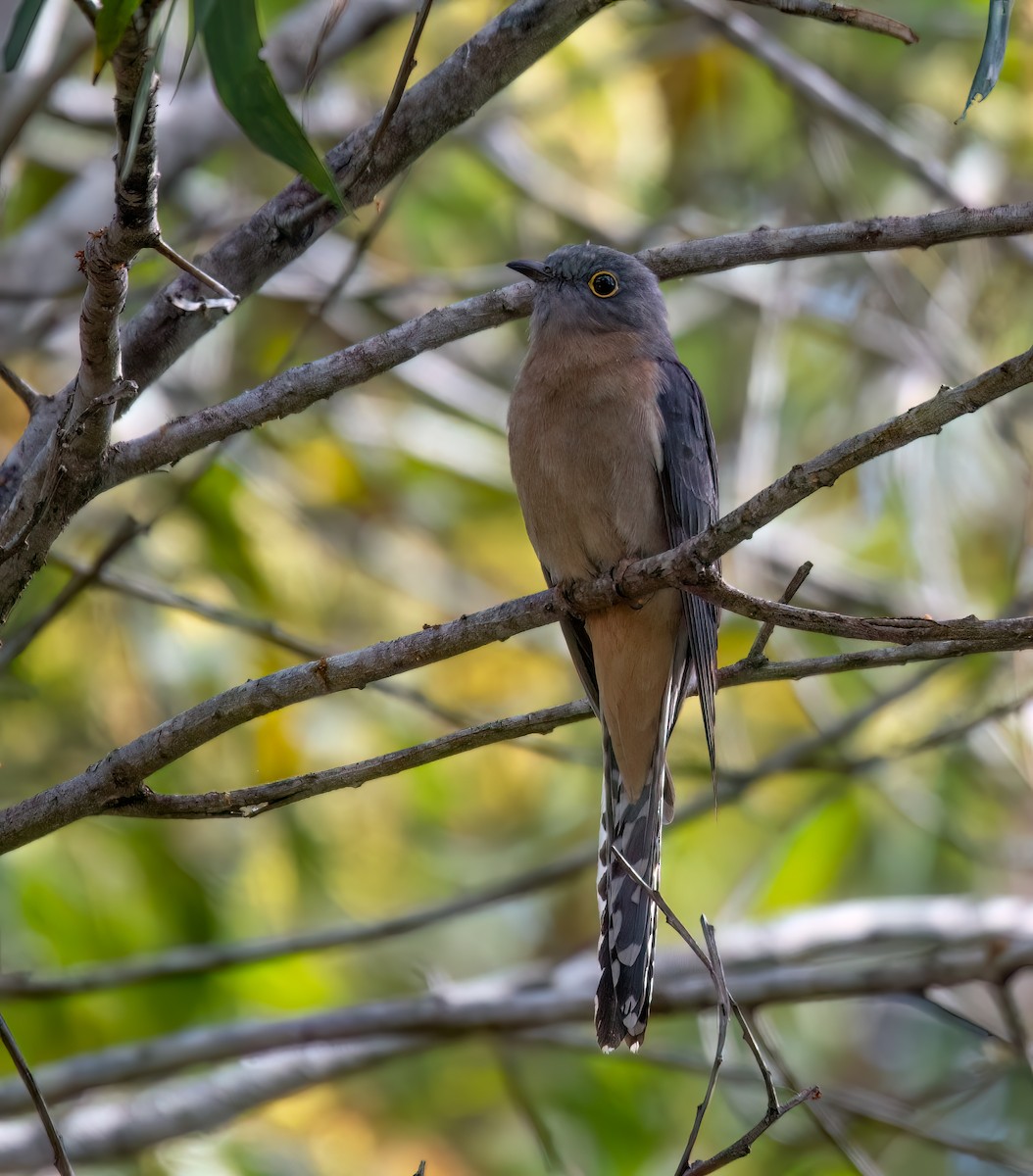 Fan-tailed Cuckoo - ML620478161