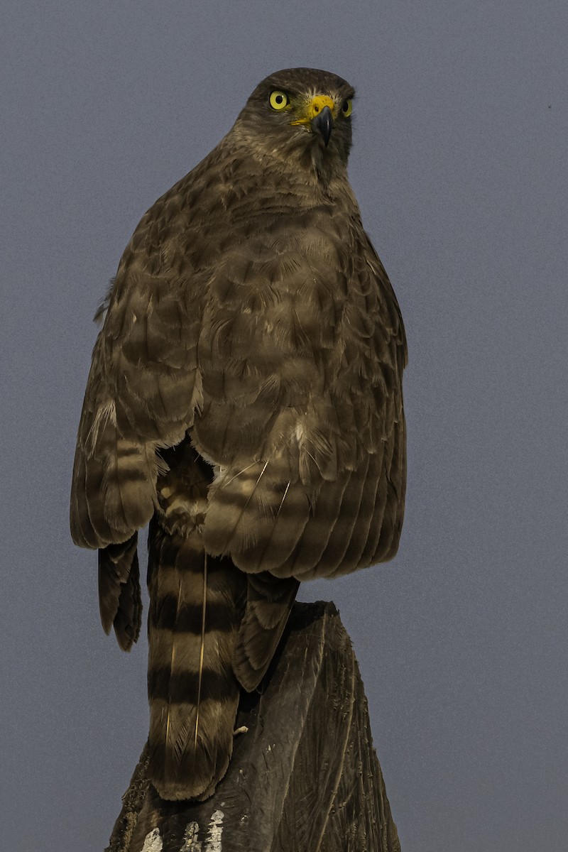 Roadside Hawk - ML620478162