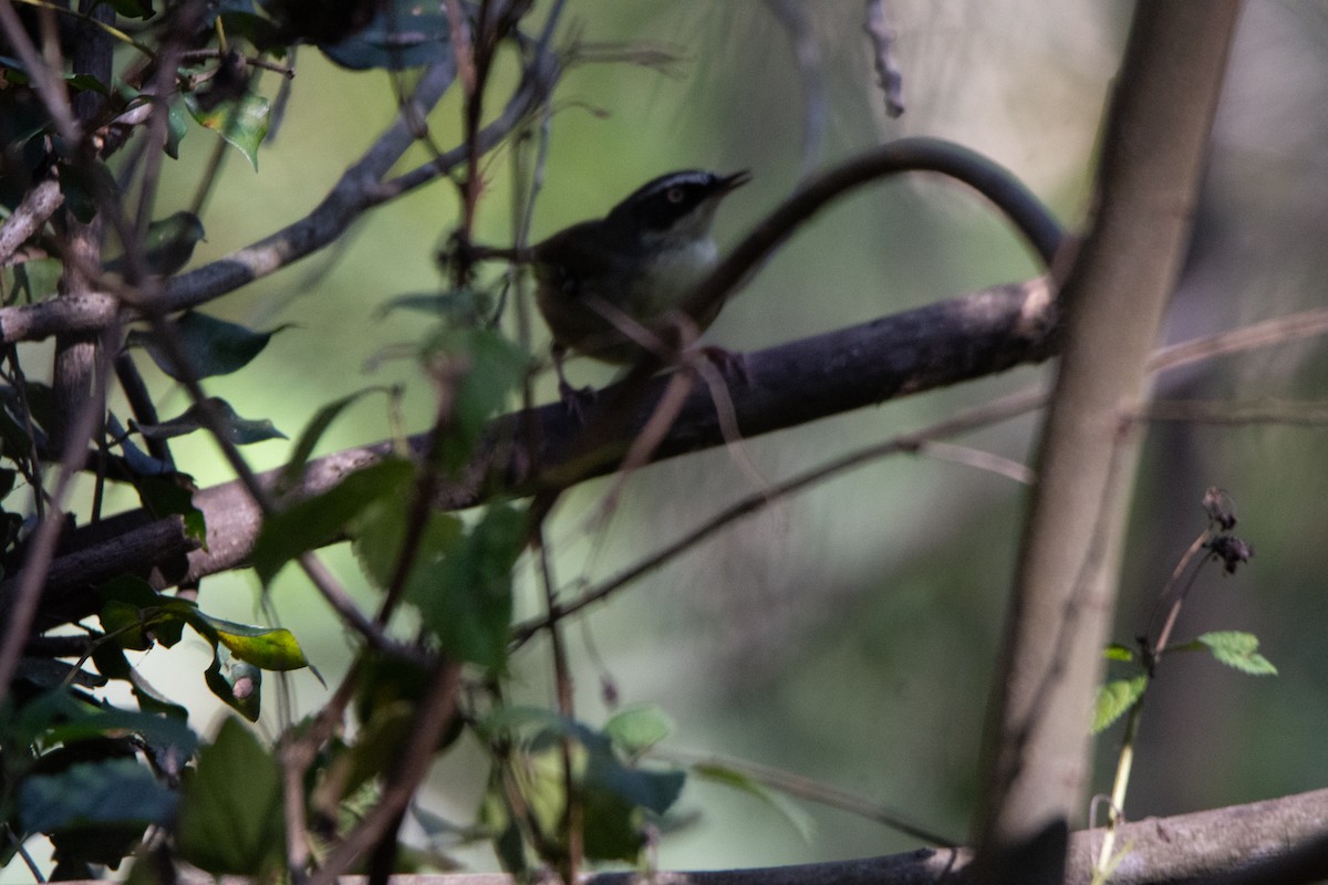 White-browed Scrubwren - ML620478169