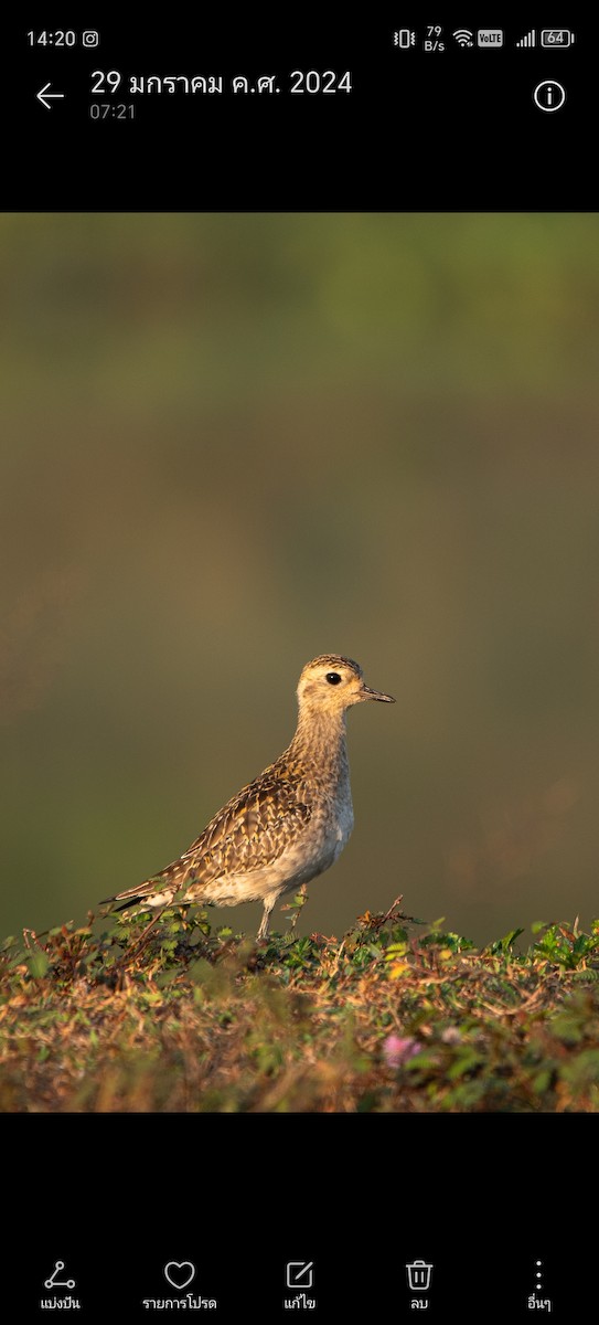 Pacific Golden-Plover - ML620478170