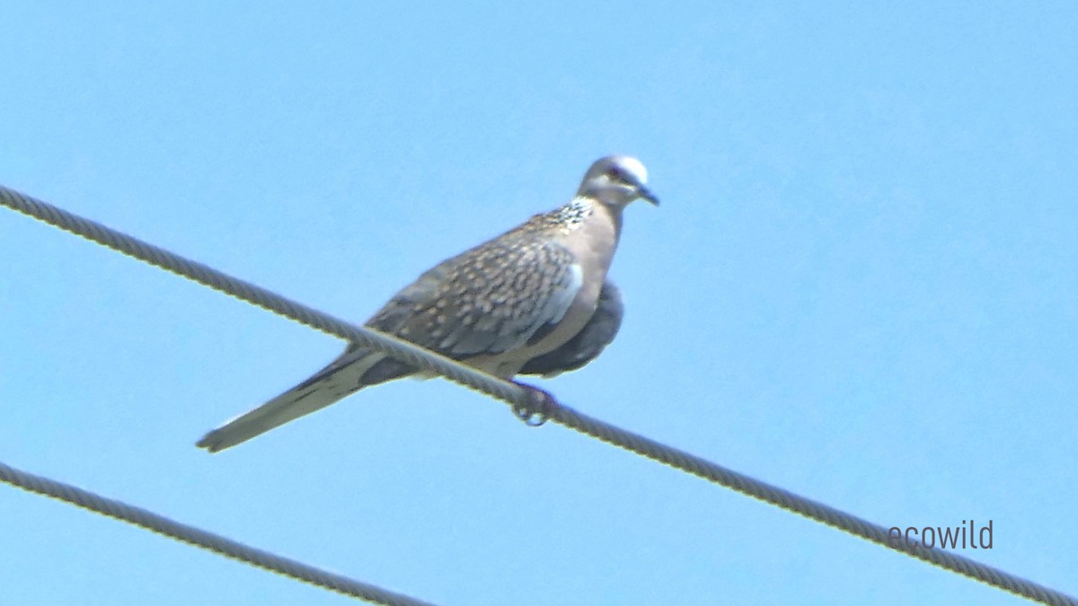 Spotted Dove - ML620478171