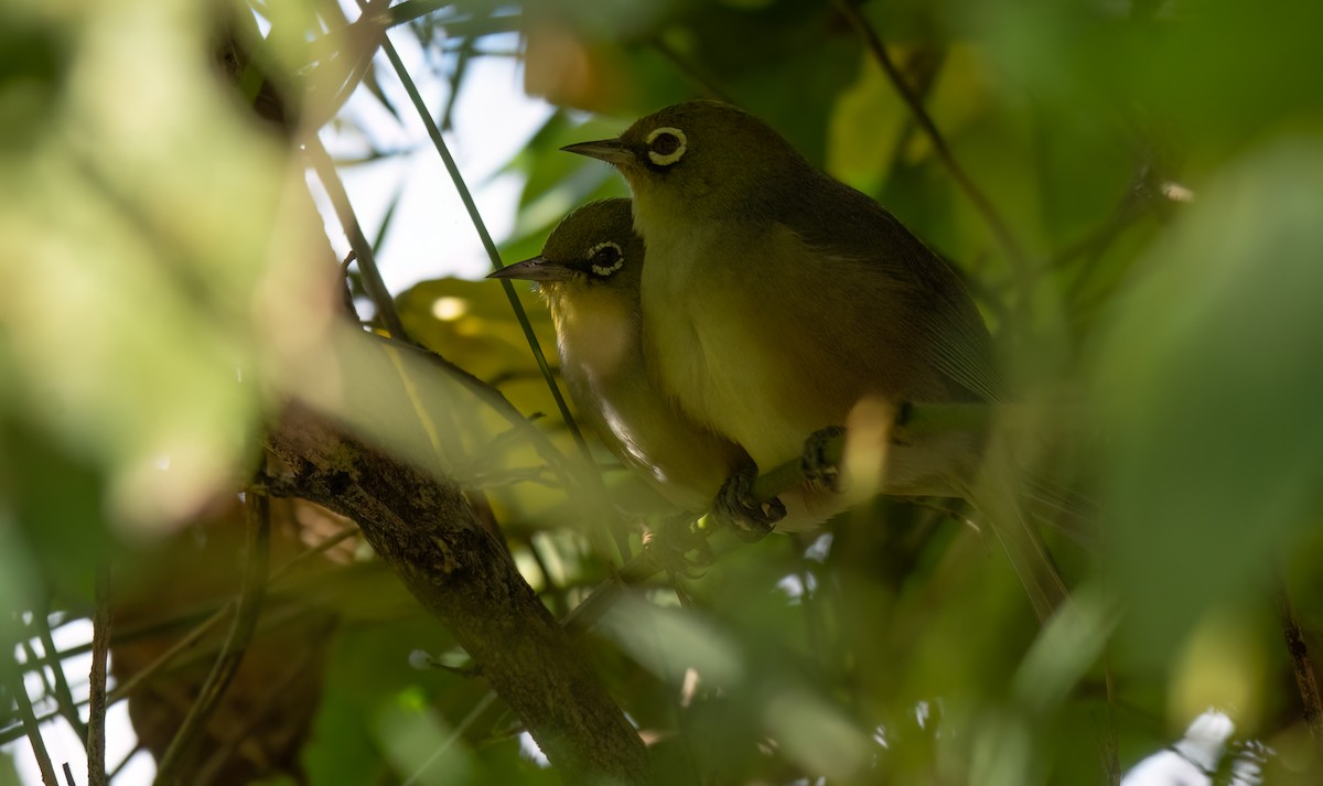 Silvereye - ML620478172