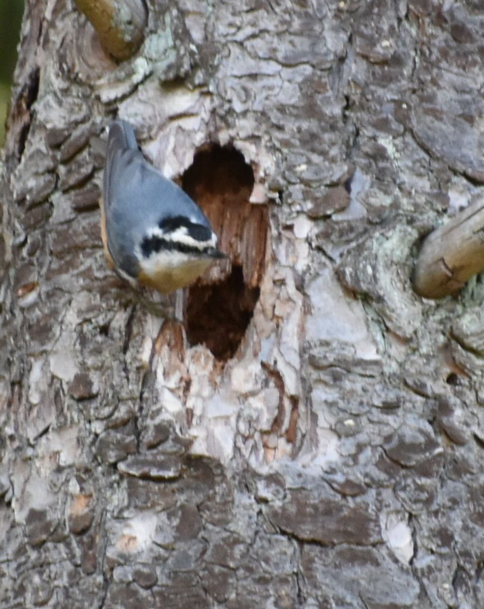 Red-breasted Nuthatch - ML620478173