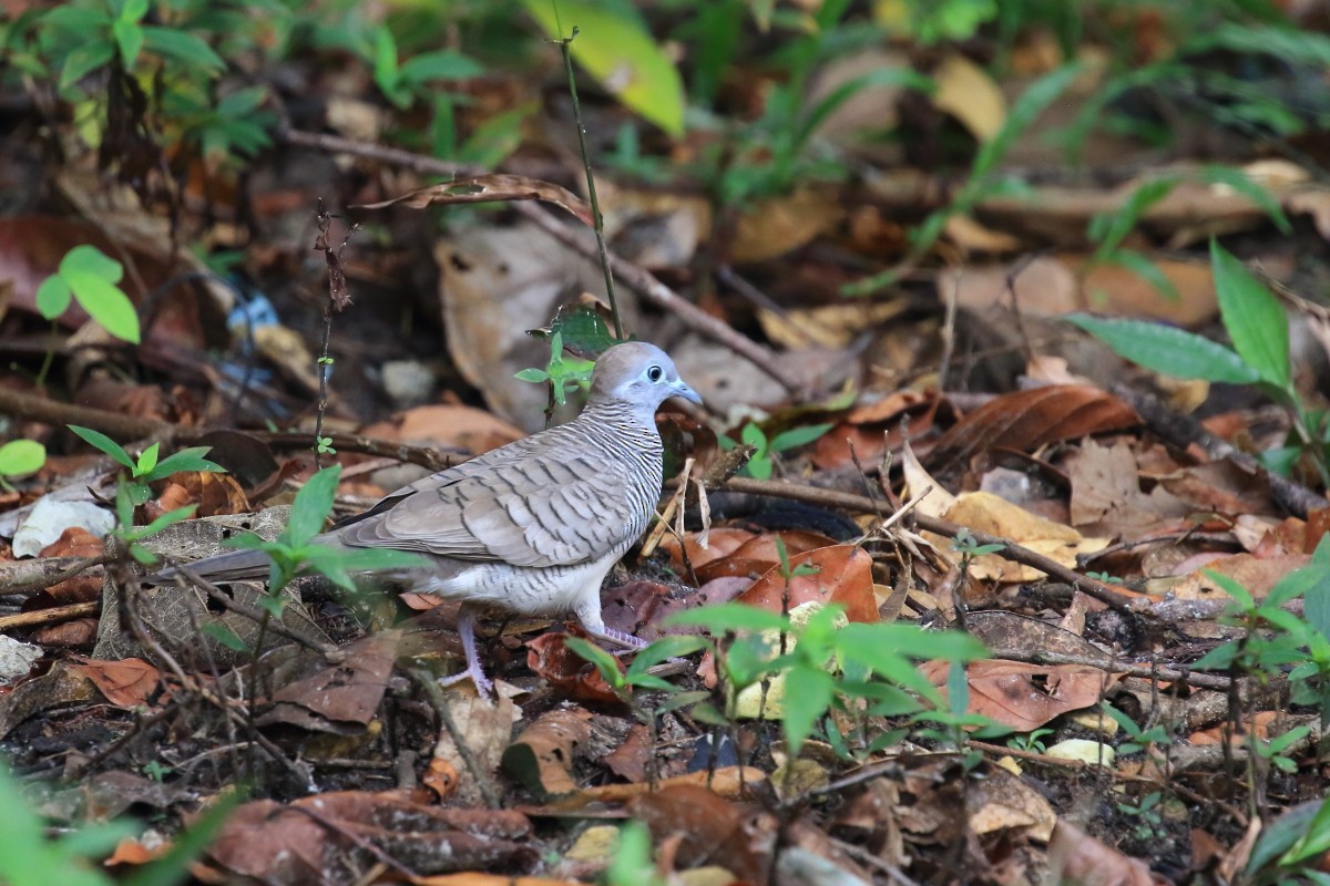 斑馬鳩 - ML620478175