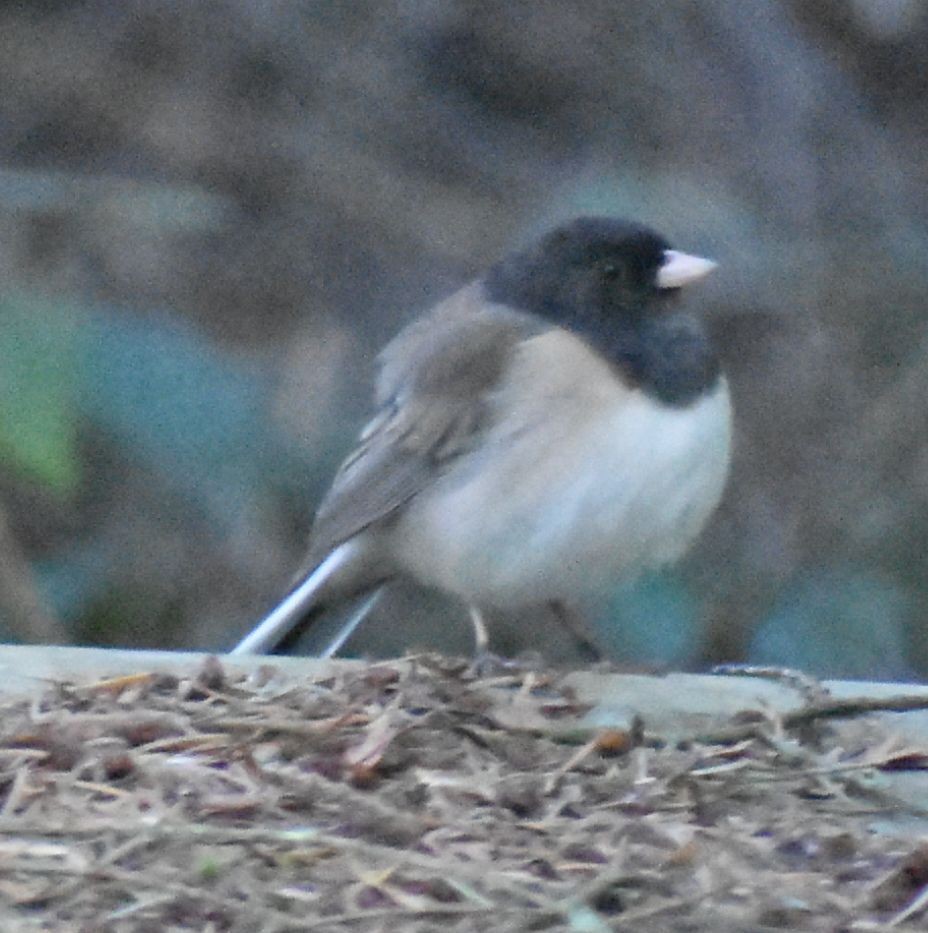 Dark-eyed Junco - ML620478177