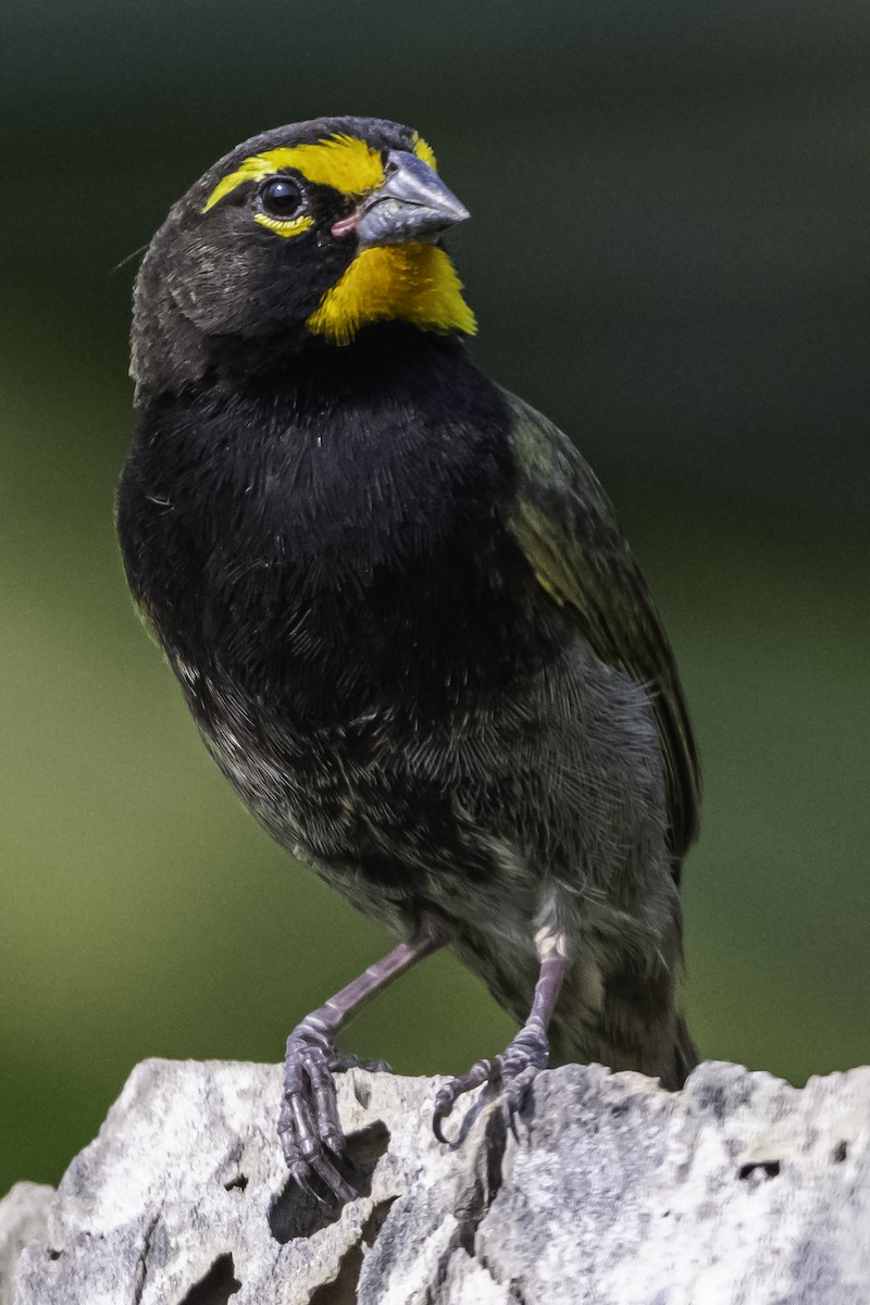 Yellow-faced Grassquit - ML620478179