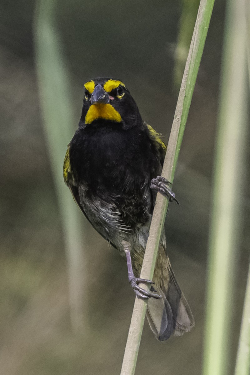 Yellow-faced Grassquit - David Bishop