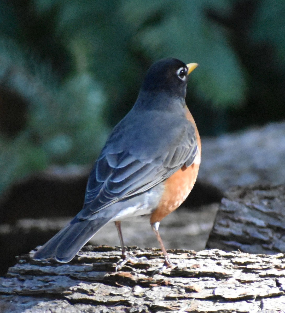 American Robin - ML620478187