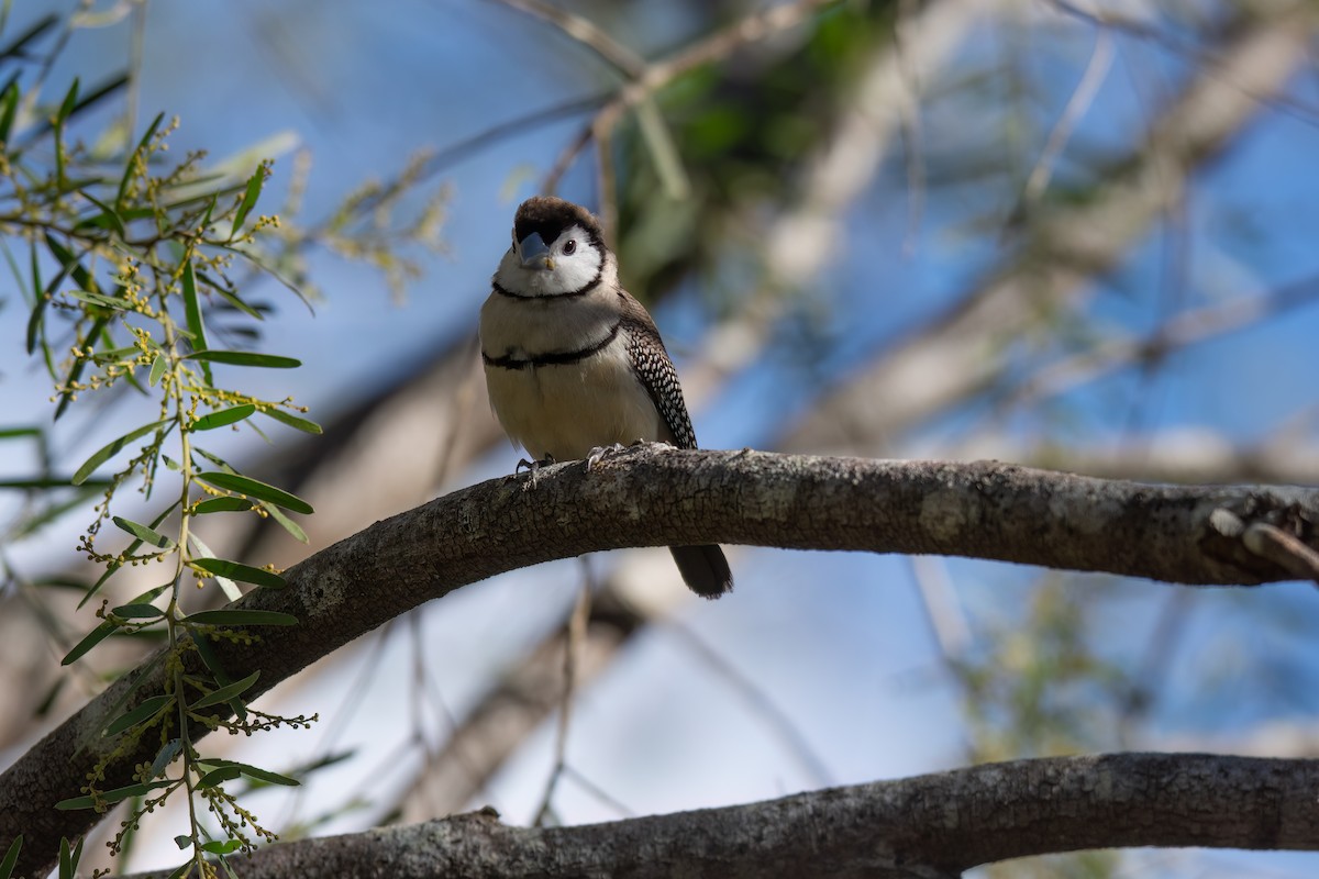 Double-barred Finch - ML620478188