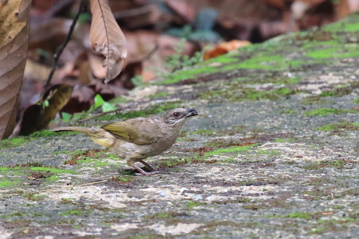 Olive-winged Bulbul - ML620478190