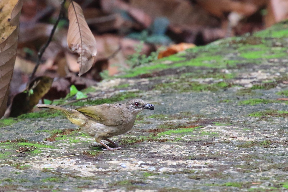 Olive-winged Bulbul - ML620478191