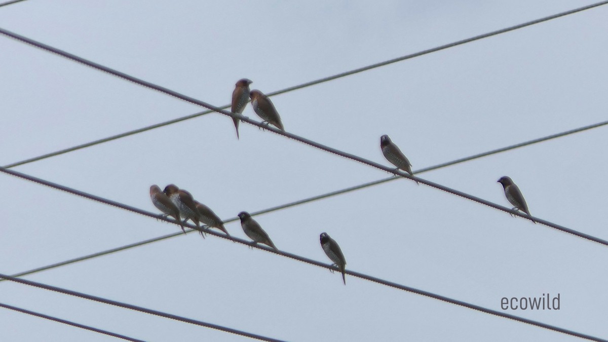 Scaly-breasted Munia - ML620478192