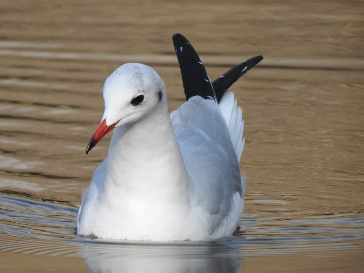 Mouette rieuse - ML620478195