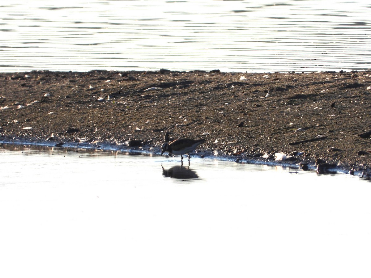 Ruddy Turnstone - ML620478196