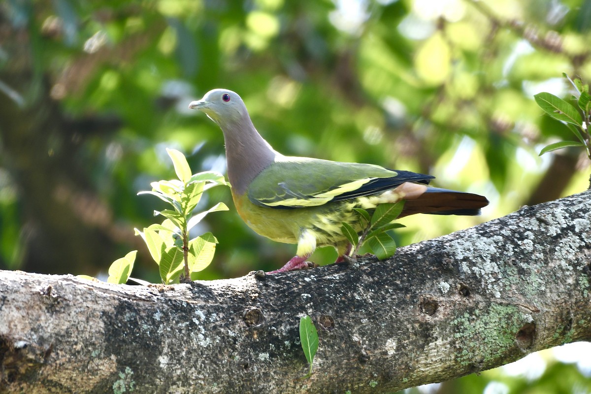 Pink-necked Green-Pigeon - ML620478200