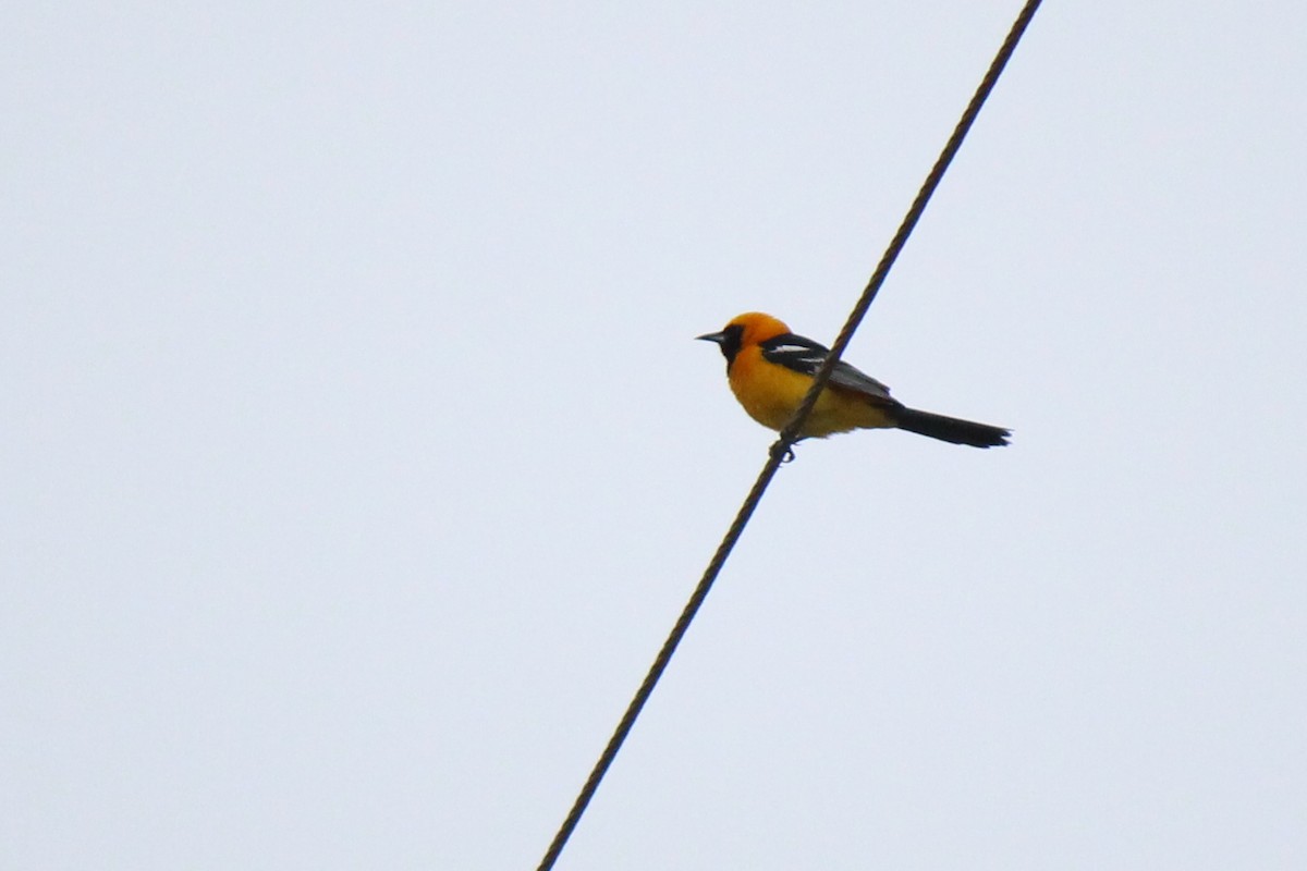 Oriole masqué - ML620478201